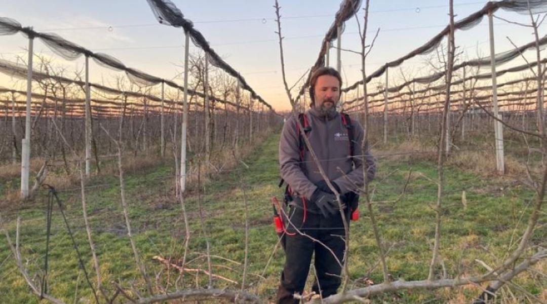 Falszerű lombozat és erősebb alanyok – új irány az almában?