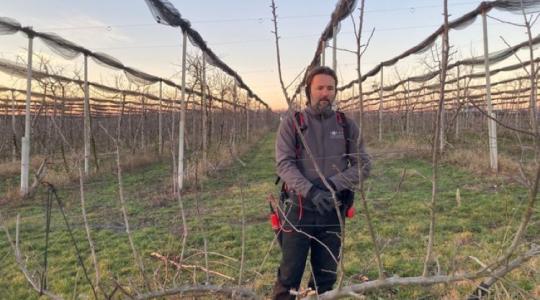 Falszerű lombfal és erősebb alanyok – új irány az almában? Falszerű lombfal és erősebb alanyok – új irány az almában?