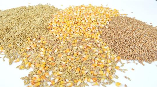 Búza, árpa, kukorica: nyomás alatt a termelők