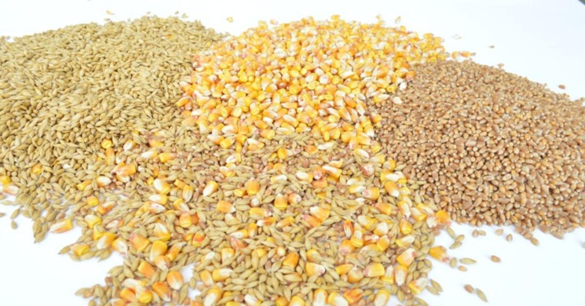 Búza, árpa, kukorica: nyomás alatt a termelők