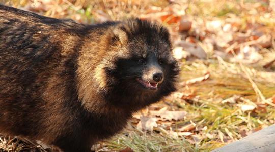Csendben terjeszkedik egy ragadozó Magyarországon Csendben terjeszkedik egy ragadozó Magyarországon
