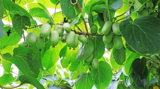 Új kedvenc a gyümölcsösben