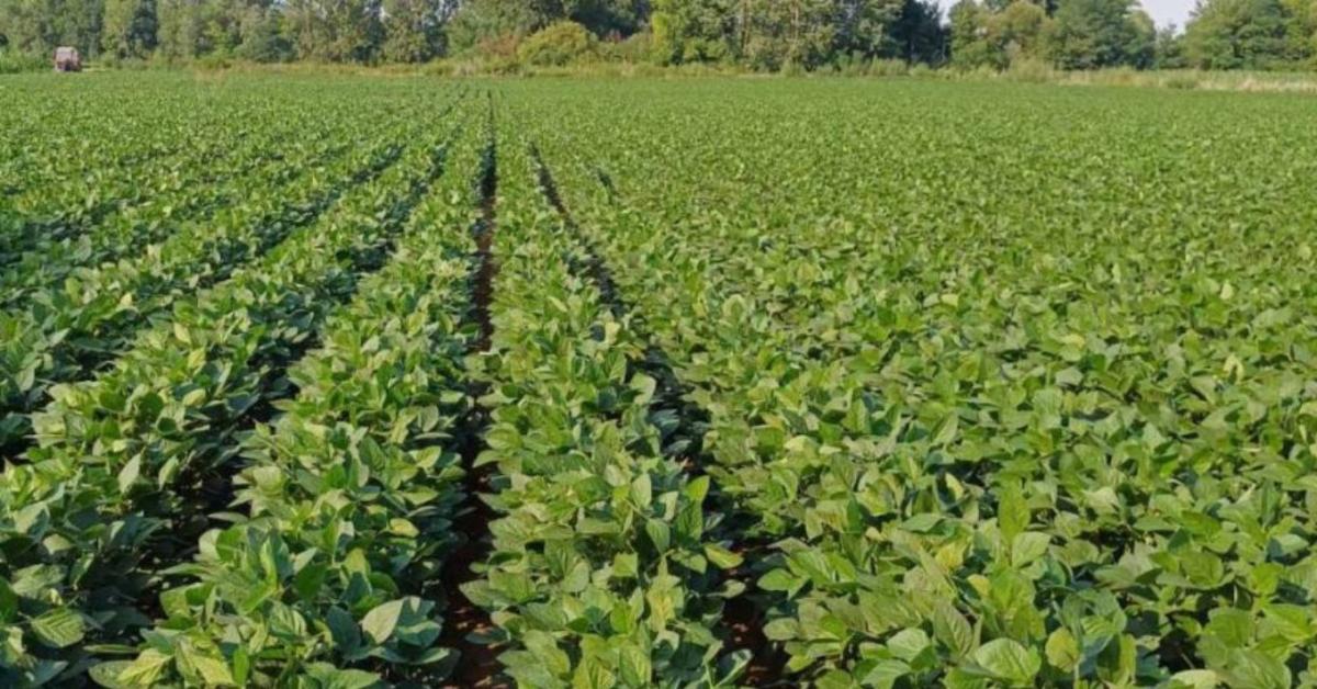Új, nagy terméspotenciálú szójafajta a magyar piacon