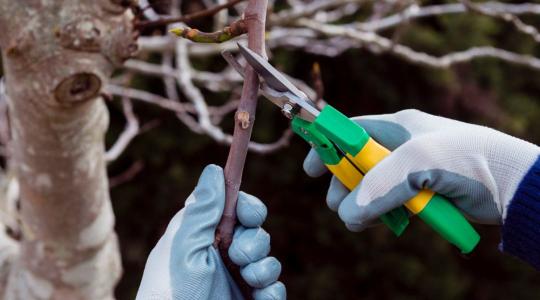 Almafa metszése télen – 7 vágás, amitől több lesz a termőrügy