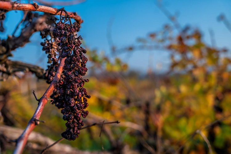 szőlő metszése szőlő metszése