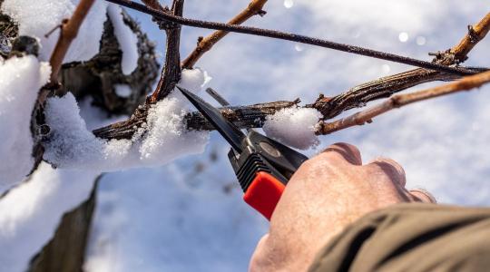 Szőlő metszése januárban – a biztos kezdő lépések tőkénként