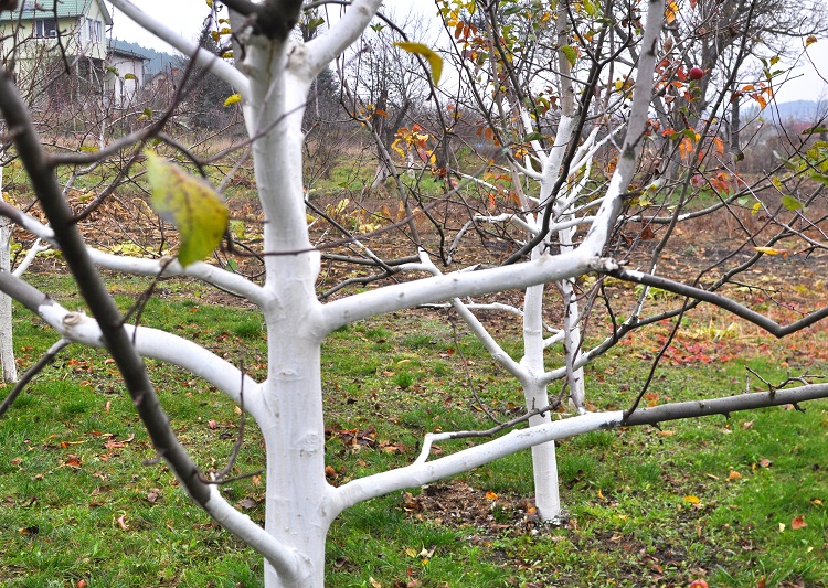 gyümölcsfa törzsmeszelés gyümölcsfa törzsmeszelés