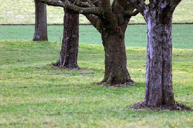 kéregrepedés gyümölcsfán