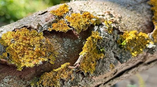 Kéregrepedés a gyümölcsfán – 5 ok, amit januárban is meg tudsz oldani