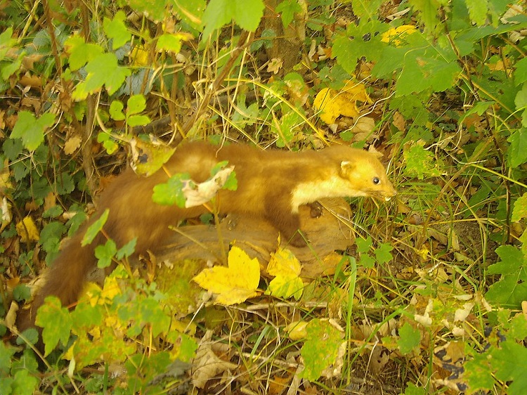 nyest elleni védekezés