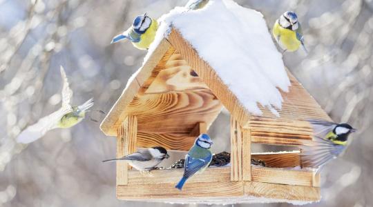 Madáretetés januárban – a 10 hiba, ami elriasztja a madarakat