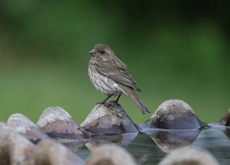 madár itatás télen madár itatás télen