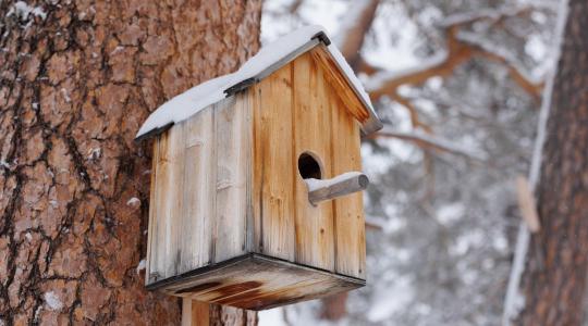 Madárodú kihelyezés télen – mikor, hova, milyen méretben? Madárodú kihelyezés télen – mikor, hova, milyen méretben?