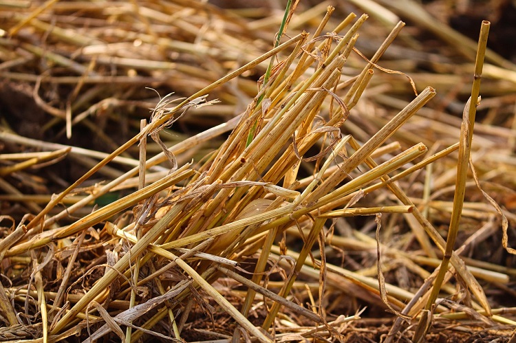 talajtakarás télen