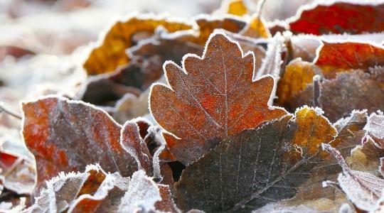 Talajtakarás januárban – melyik anyag tartja meg a hőt, és melyik árt?