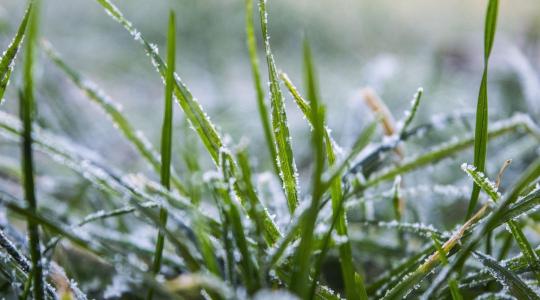 Gyep télen – mikor káros a taposás, és mit tehetsz helyette?