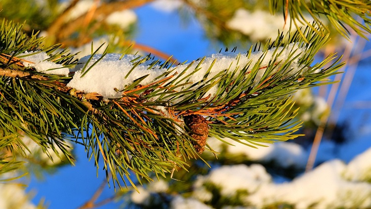 örökzöld barnulás