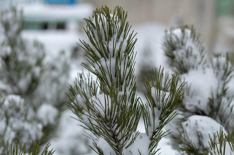 tuják hónyomás ellen