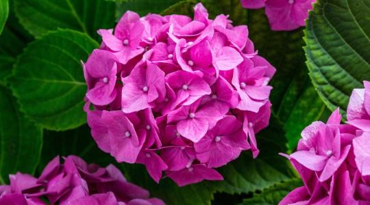 Hortenzia téli védelme – melyik fajtát kell takarni januárban is?