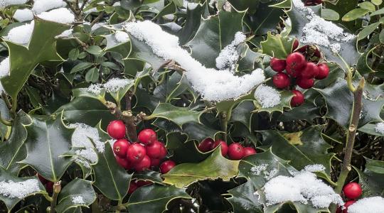Balkon növények télen – 10 faj, ami januárban is bírja a hideget