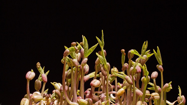 vetőmag csírateszt