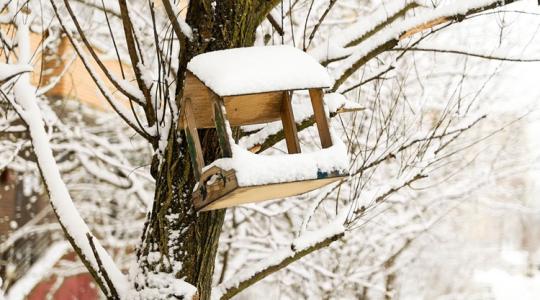 Hónyomás után: 6 gyors lépés, hogy ne maradjon „ferde” a kerted Hónyomás után: 6 gyors lépés, hogy ne maradjon „ferde” a kerted