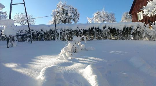 Hótorlasz a sövényen: mikor ment, mikor gyűr?