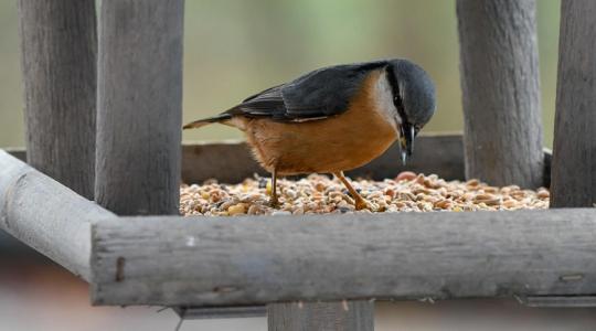 Penészedik a magkeverék? A madáretetés higiéniai mentőcsomagja