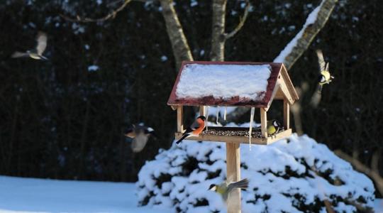 Cinege vs. verebek: mitől lesz „egyensúly” az etetőnél? Cinege vs. verebek: mitől lesz „egyensúly” az etetőnél?