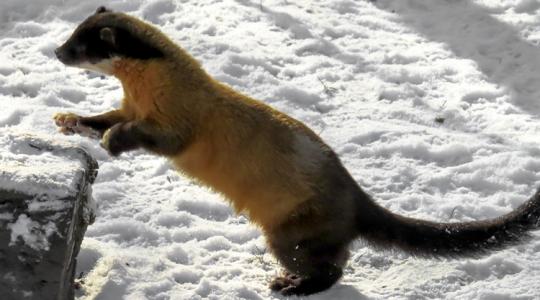 Nyest a padláson januárban: miért pont most hangos? Nyest a padláson januárban: miért pont most hangos?