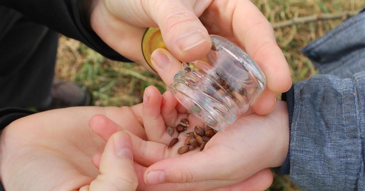Vetőmagok otthoni tárolása: a „konyhaszekrény” tévedése Vetőmagok otthoni tárolása: a „konyhaszekrény” tévedése