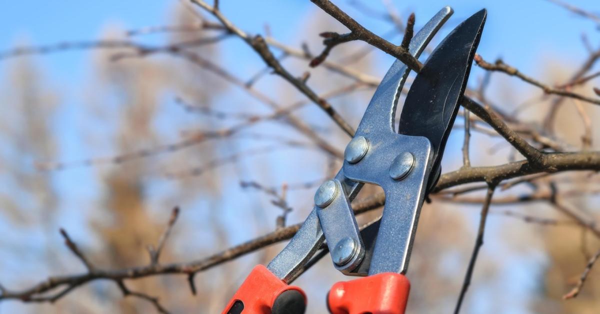 Januári metszés-előkészítés: mit élezz, mit fertőtleníts? Januári metszés-előkészítés: mit élezz, mit fertőtleníts?