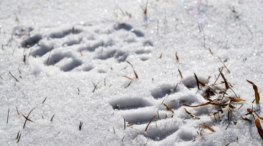 A gyep téli taposása: mikor marad nyoma tavaszig?