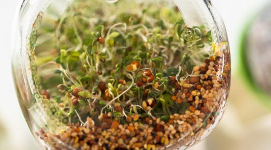 Csíráztatás a konyhában: miért „fullad be” a befőttes üveg? Csíráztatás a konyhában: miért „fullad be” a befőttes üveg?