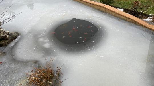 Kerti tó télen – lék, levegőztetés, iszap: mi a helyes sorrend? Kerti tó télen – lék, levegőztetés, iszap: mi a helyes sorrend?