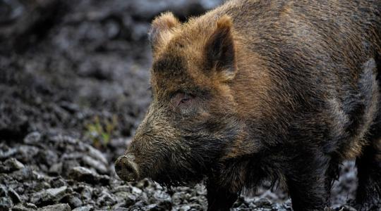 Döbbenetes fordulat az afrikai sertéspestis vírusának vizsgálatában Döbbenetes fordulat az afrikai sertéspestis vírusának vizsgálatában