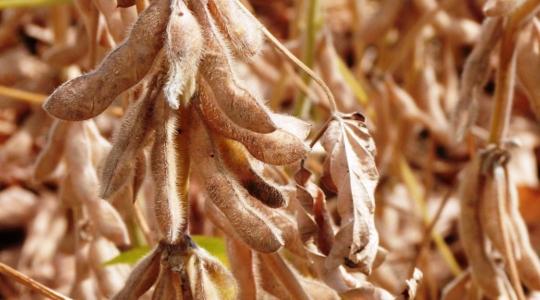 A szója mellett érdemes kitartani 2026-ban is – akkor is, amikor a régió visszalép