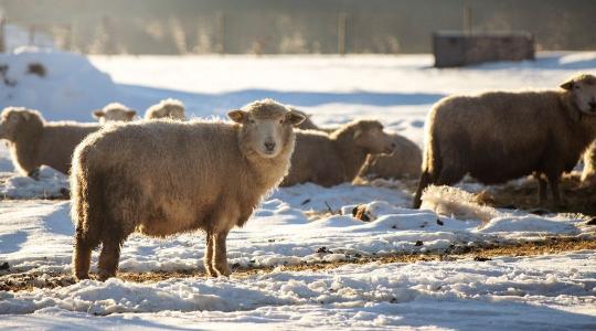 Fagymentes itató megoldások – melyik működik valóban tartós mínuszban? Fagymentes itató megoldások – melyik működik valóban tartós mínuszban?