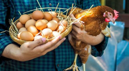 Baromfi tojástermelés télen – világítás és takarmány, amitől nem esik vissza