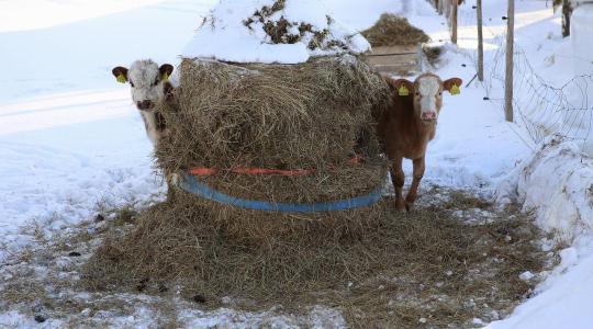 Szarvasmarha téli takarmányozása – rost–energia egyensúly a bendőért