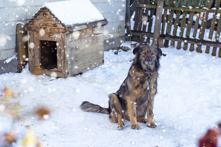 kutyák udvartartása télen kutyák udvartartása télen
