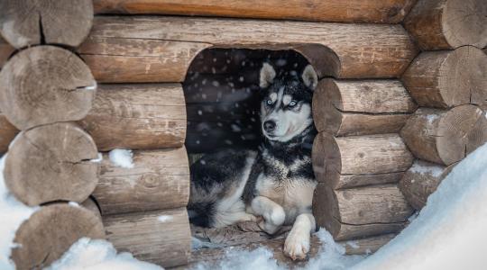 Kutyák udvartartása télen – komfort, itatás, mancsvédelem januárban