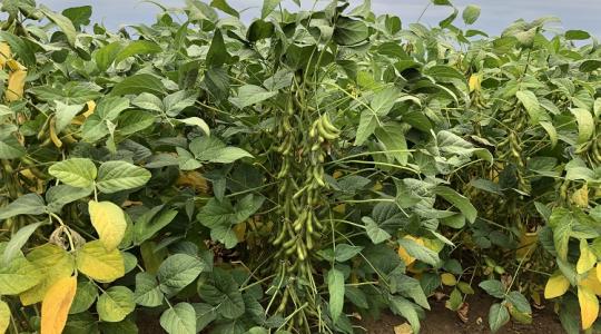 Agrotechnikai ajánlások a sikeres szójatermesztéshez