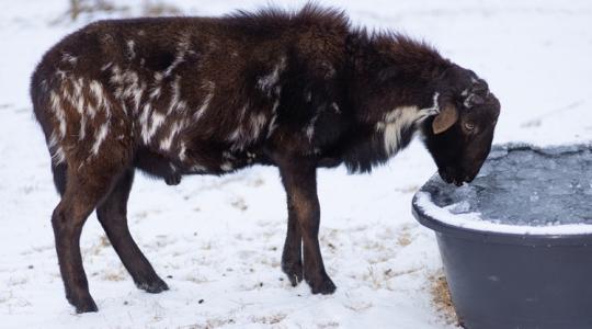 Januári állatitatók: miért nem a fagy a fő gond, hanem a higiénia?