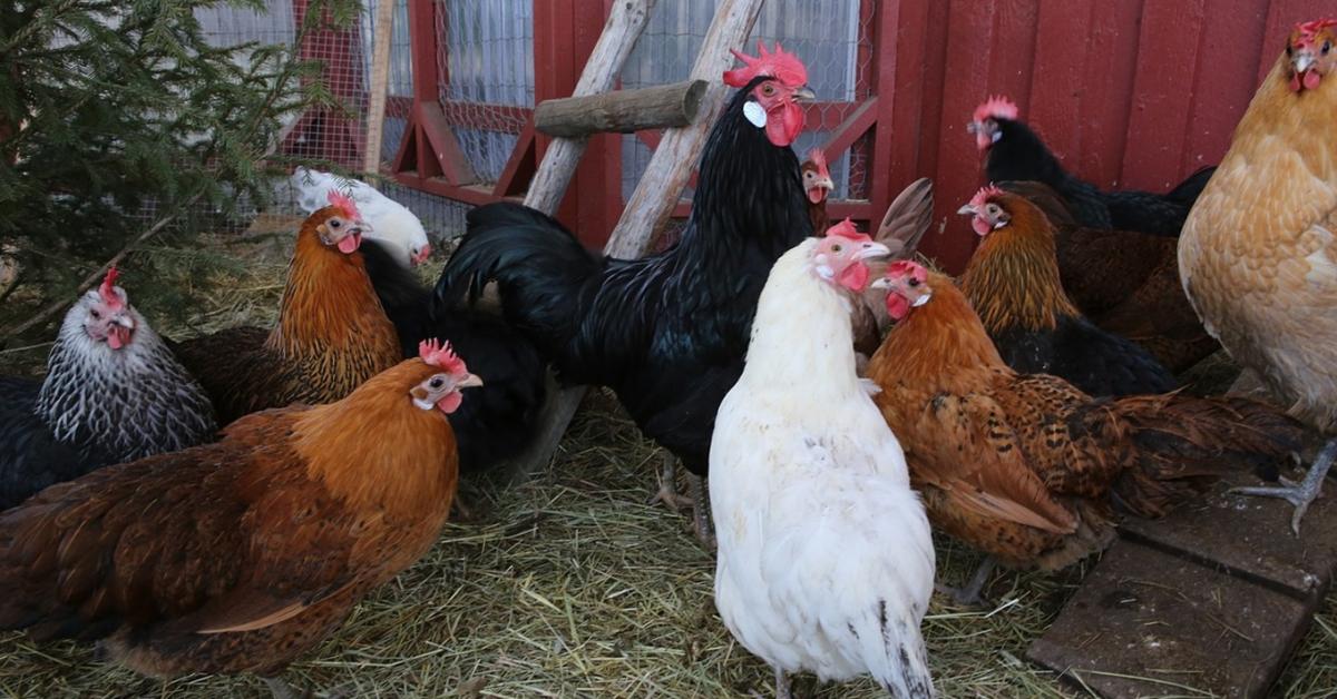 Baromfi télen: a párás ól az igazi ellenség
