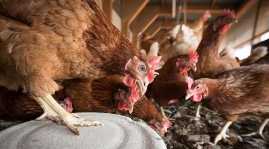 Tojáshozam tél közepén: mitől esik vissza hirtelen?