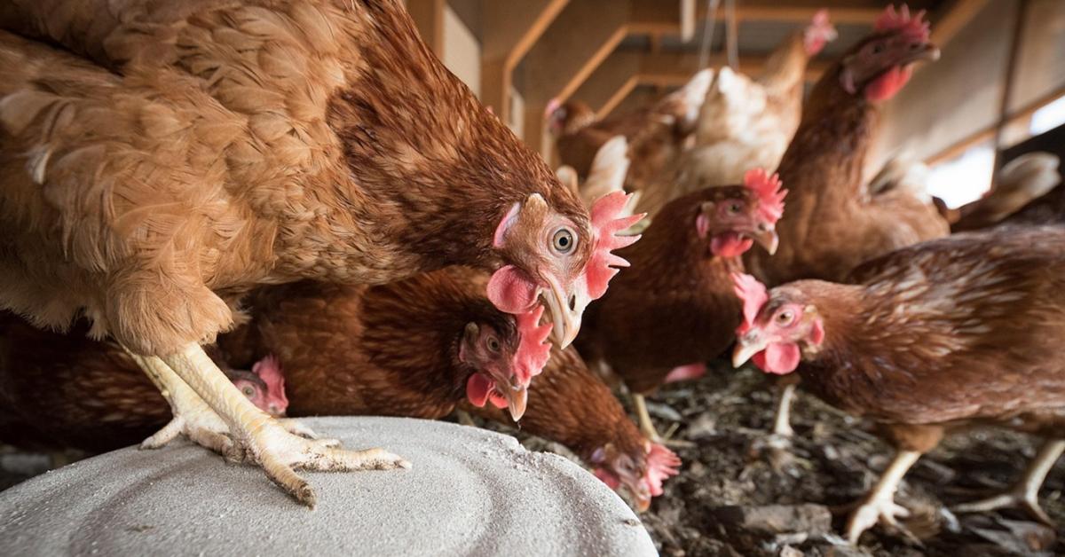 Tojáshozam tél közepén: mitől esik vissza hirtelen? Tojáshozam tél közepén: mitől esik vissza hirtelen?