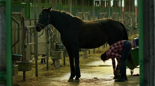 Lóistálló ammóniaszint: 5 jel, hogy túl magas