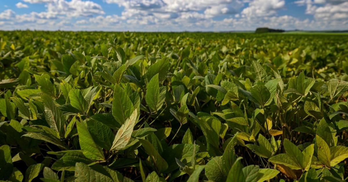 Kapcsolja a szója termesztését talajoltással turbófokozatra!