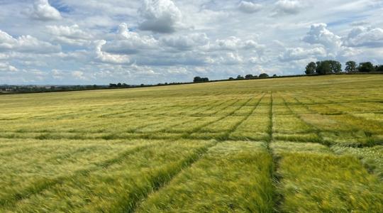 Fordulat a vetőmagpiacon: a RAGT megszerezte a Syngenta üzletágát